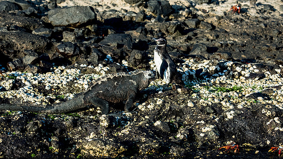 Marine Iguana and Galapagos penguin