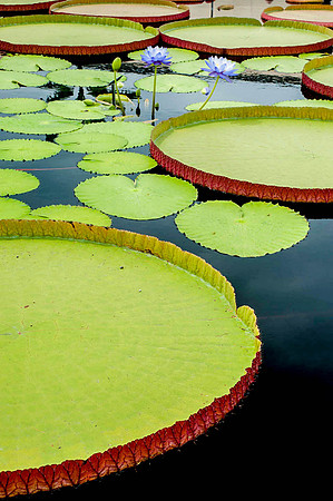 Longwood Gardens