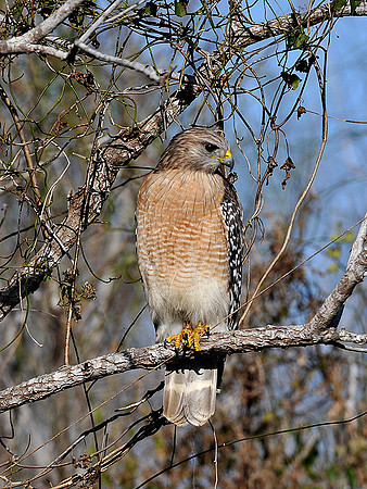 Red Shouldered Hawk