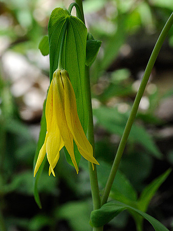 Large-Flowered Bellwort