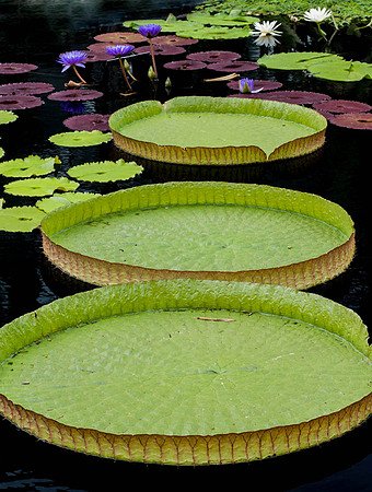 Longwood Gardens