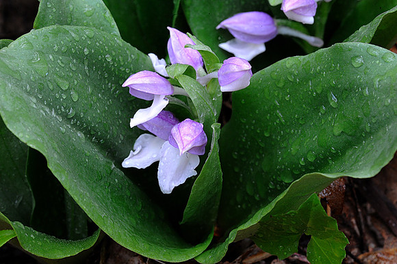 Showy Orchis