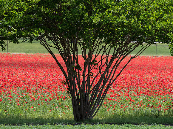 Texas Hill Country
