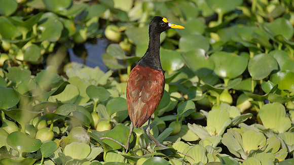 Northern Jacana