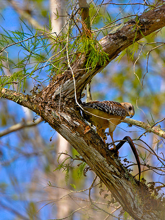 Red Shouldered Hawk with snake