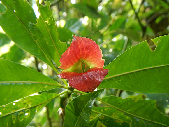 Hot Lips Plant