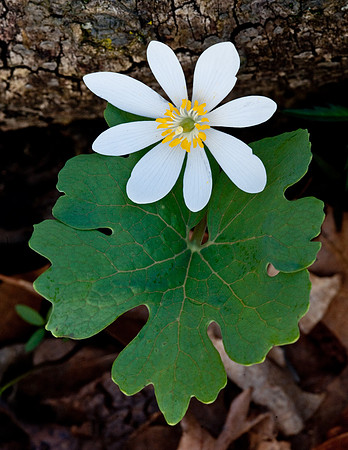 Bloodroot