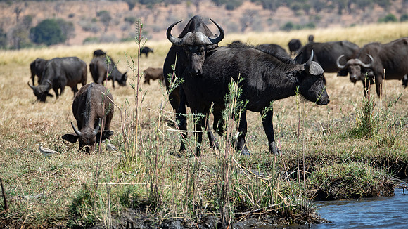 Cape Buffalo