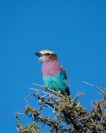 Lilac Breasted Roller
