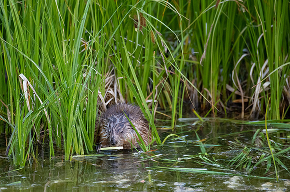 Beaver in the Tetons