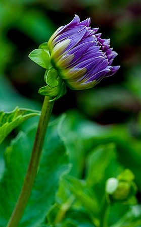 Longwood Gardens