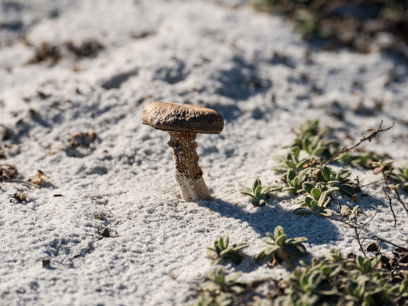 Mushroom in sand, Destin, Florida