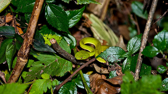 Green Pit Viper