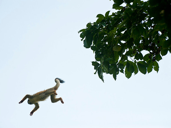 Spider monkey in flight