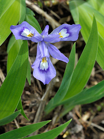 Crested Dwarf Iris