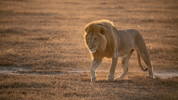 Male Lion