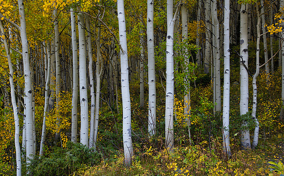 Aspen grove