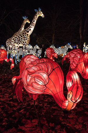Chinese Lantern Festival