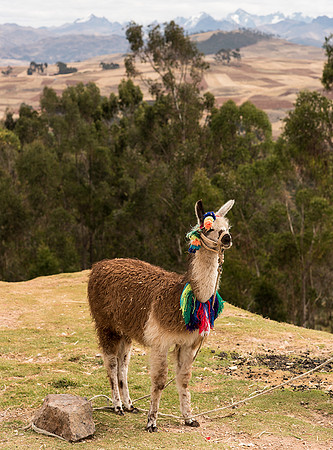 Llama