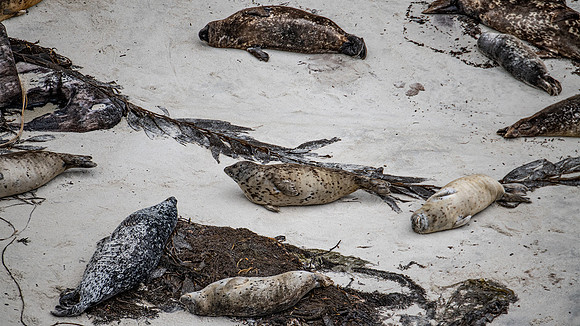 Sea Lions, Point Lobos State Reserve