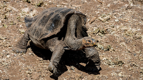 Giant Tortoise