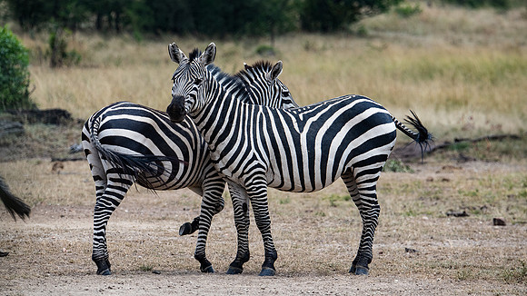 Zebra protective stance