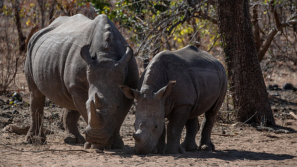 White Rhinos