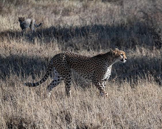 Mother Cheetah and cub