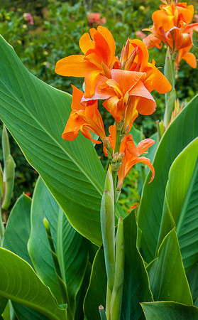 Longwood Gardens