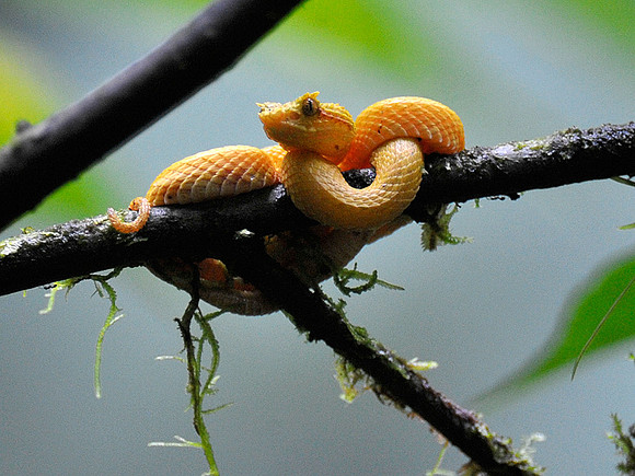 Yellow Eyelash Viper