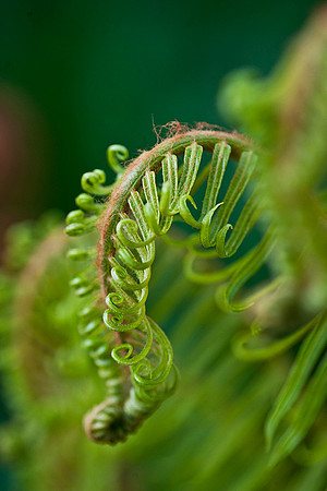 Fern