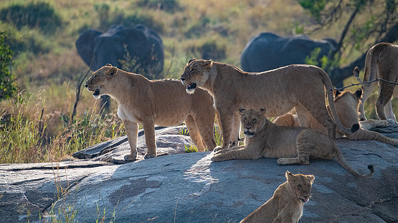 Lion pride