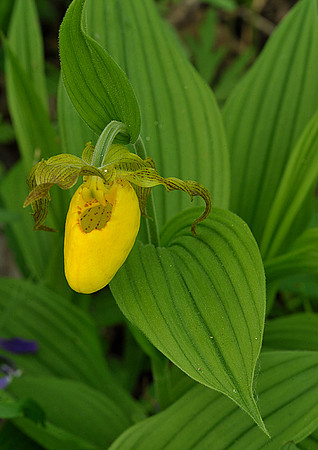 Yellow Lady's Slipper