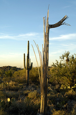 Skeleton of saguaro cactus