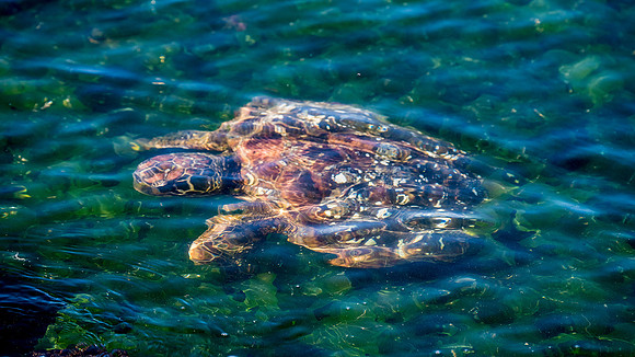 Green Sea Turtle