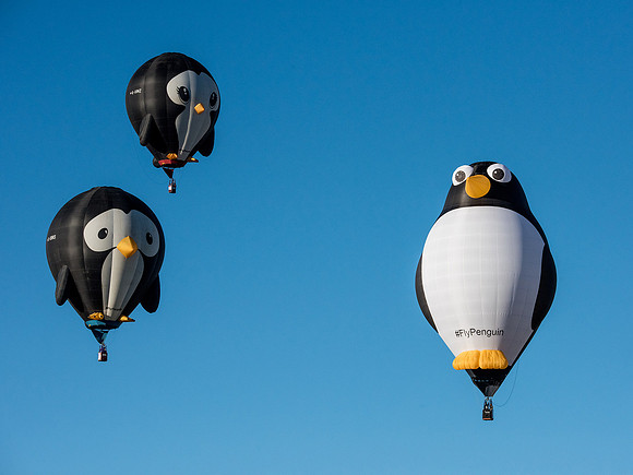 Three penguins
