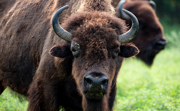 Bison