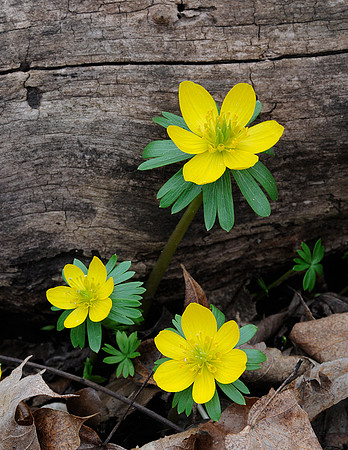 Winter Aconite
