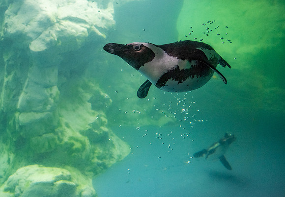 African penguins
