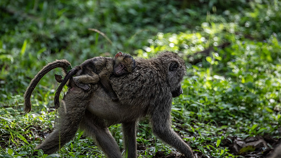 Baboon mom and baby