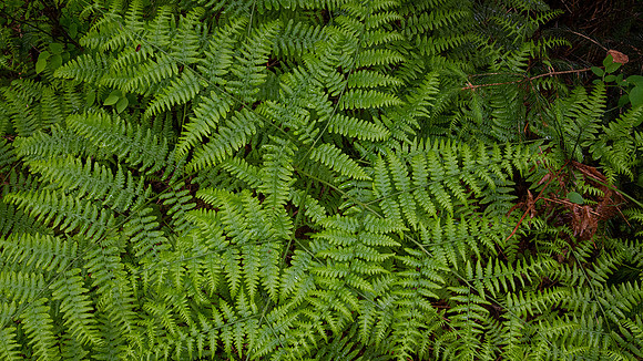 Ferns