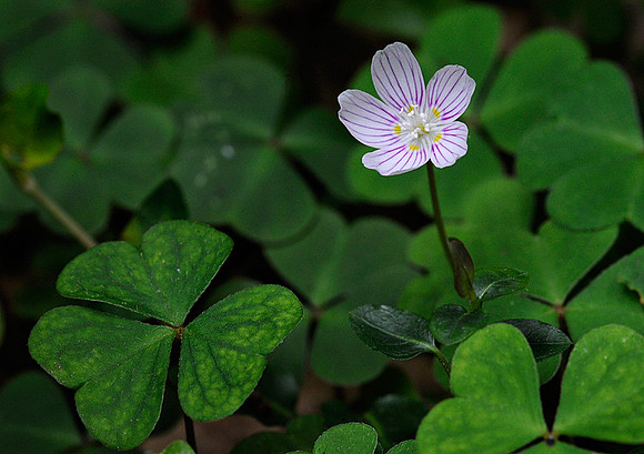 Mountain Wood Sorrel