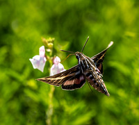 Butterfly Moth