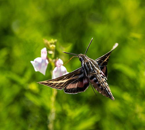 Butterfly Moth