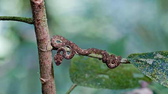 Pit Viper