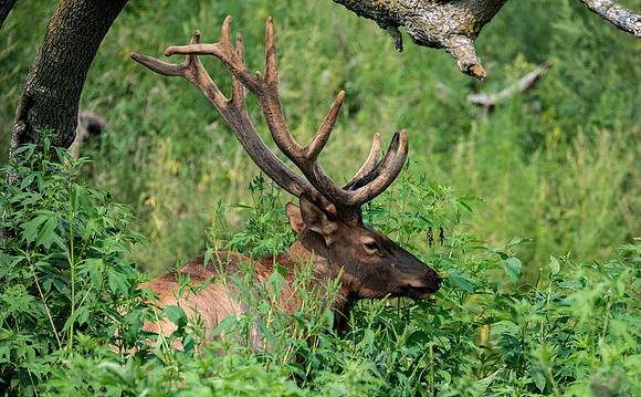 Elk