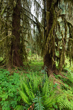 Hoh Rain Forest