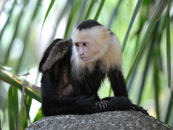 White Faced Monkey