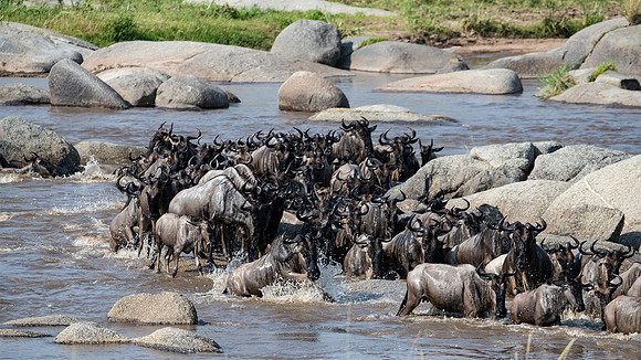 Wildebeast migration