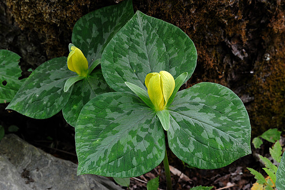 Yellow Trillium